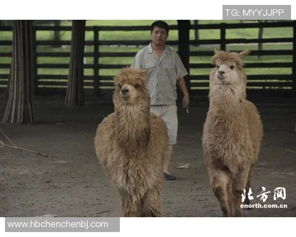 羊驼足球明星游戏带你体验奇幻绿茵场上的欢乐与挑战